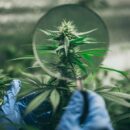 La légalité du cbd à usage médical en France : ce que dit le droit