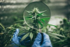 Que dit le droit sur l'usage médical du CBD en France ?